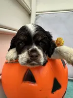 Teddy AKC, a male Cocker Spaniel for sale in Derwood, MD – 2 of 2