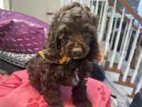 Katty AKC, a female Cocker Spaniel for sale in Bethesda, MD – Photo 1 of 2