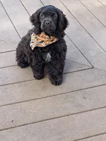 Luna AKC, a female Cocker Spaniel for sale in Bethesda, MD – Photo 6 of 10