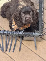 Luna AKC, a female Cocker Spaniel for sale in Bethesda, MD – Photo 8 of 10
