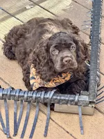 Luna AKC, a female Cocker Spaniel for sale in Bethesda, MD – Photo 9 of 10