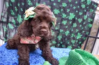 Luna AKC, a female Cocker Spaniel for sale in Bethesda, MD – Photo 3 of 3