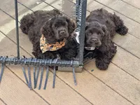 Luna AKC, a female Cocker Spaniel for sale in Bethesda, MD – Photo 10 of 10
