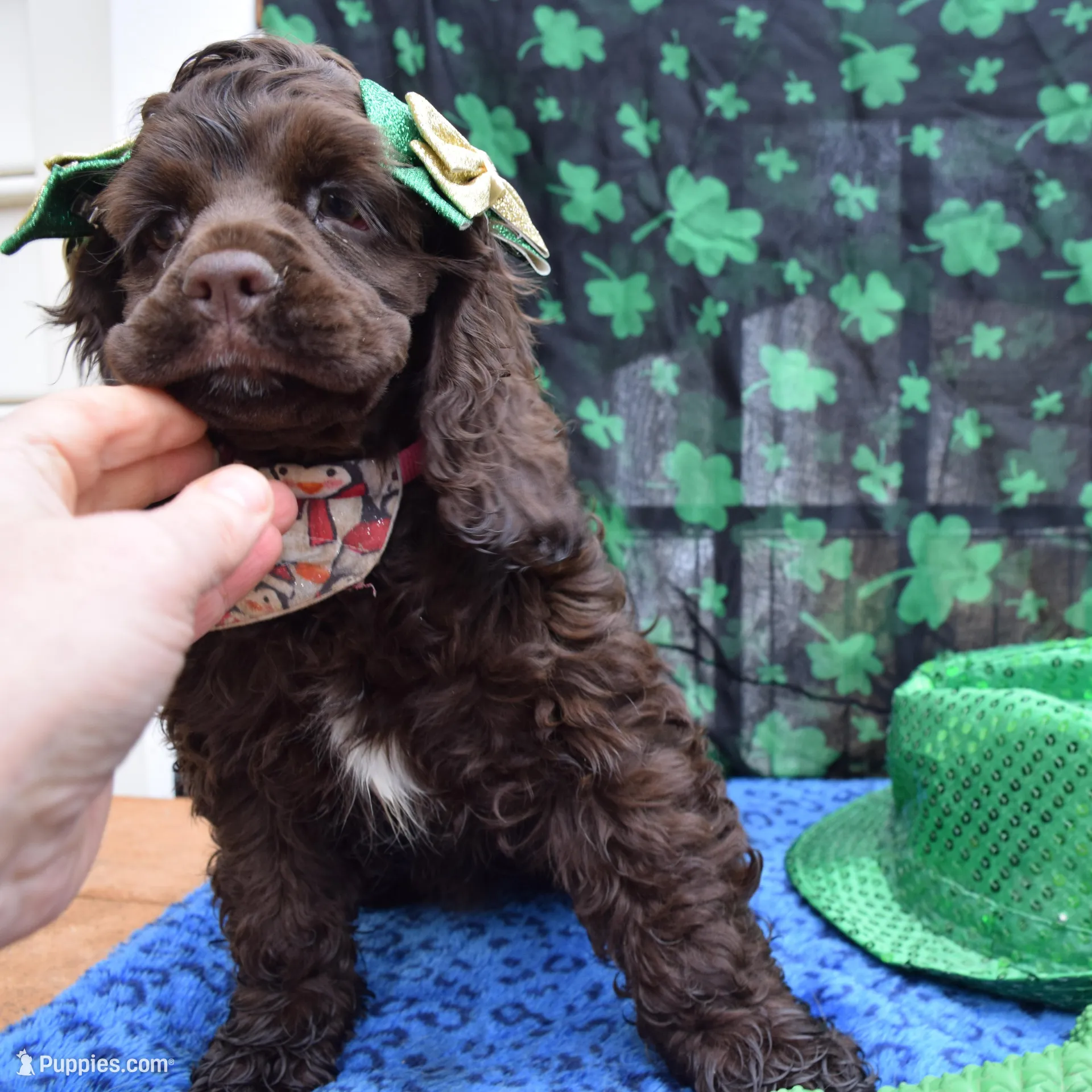 Luna AKC, a female Cocker Spaniel for sale in Bethesda, MD – Photo 2 of 3