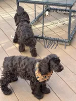 Luna AKC, a female Cocker Spaniel for sale in Bethesda, MD – Photo 5 of 10