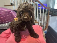 Katty AKC, a female Cocker Spaniel for sale in Bethesda, MD – Photo 2 of 2