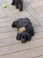 Luna AKC, a female Cocker Spaniel for sale in Bethesda, MD – Photo 7 of 10