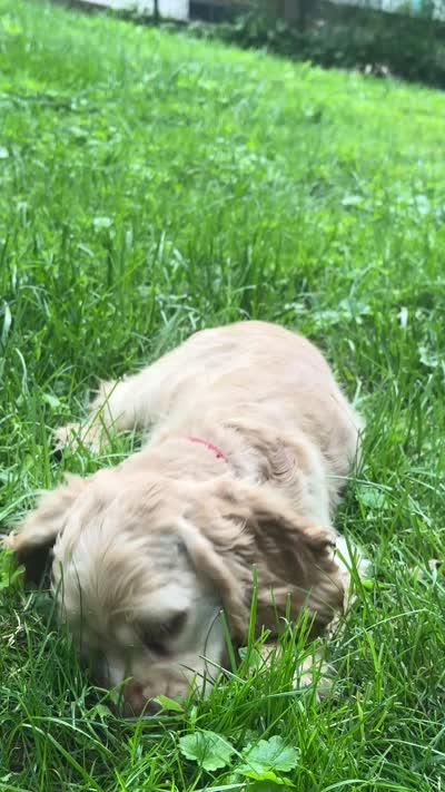 Scooby-Doo, a male Cocker Spaniel for sale in Derwood, MD – 3 of 3