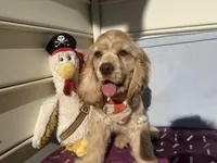 Scooby-Doo, a male Cocker Spaniel for sale in Derwood, MD – 2 of 3
