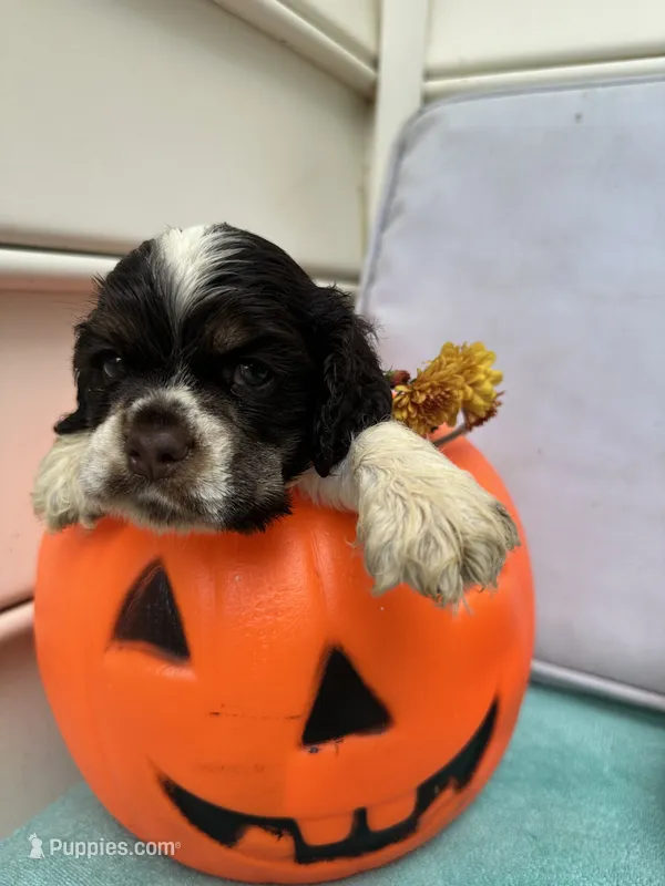 Teddy AKC – Cocker Spaniel puppy for sale in Derwood, MD