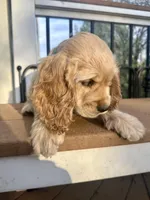 Teddy AKC, a male Cocker Spaniel for sale in Bethesda, MD – Photo 5 of 7