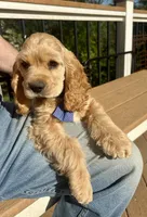 Cody AKC, a male Cocker Spaniel for sale in Bethesda, MD – Photo 2 of 10