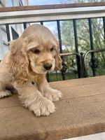 Teddy AKC, a male Cocker Spaniel for sale in Bethesda, MD – Photo 7 of 7