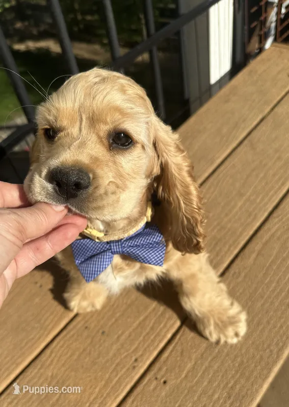 Cody Awsome Boy - AKC – Cocker Spaniel puppy for sale in Bethesda, MD