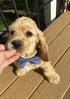 Cody AKC, a male Cocker Spaniel for sale in Bethesda, MD – Photo 3 of 10