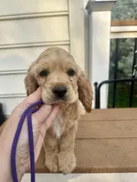 Teddy AKC, a male Cocker Spaniel for sale in Bethesda, MD – Photo 2 of 7