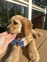 Cody AKC, a male Cocker Spaniel for sale in Bethesda, MD – Photo 1 of 10