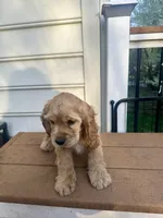 Teddy AKC, a male Cocker Spaniel for sale in Bethesda, MD – Photo 4 of 7
