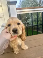 Teddy AKC, a male Cocker Spaniel for sale in Bethesda, MD – Photo 1 of 7