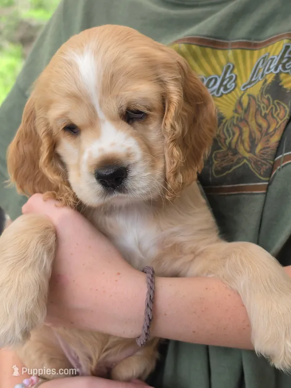 Cody Awsome Boy - AKC – Cocker Spaniel puppy for sale in Bethesda, MD