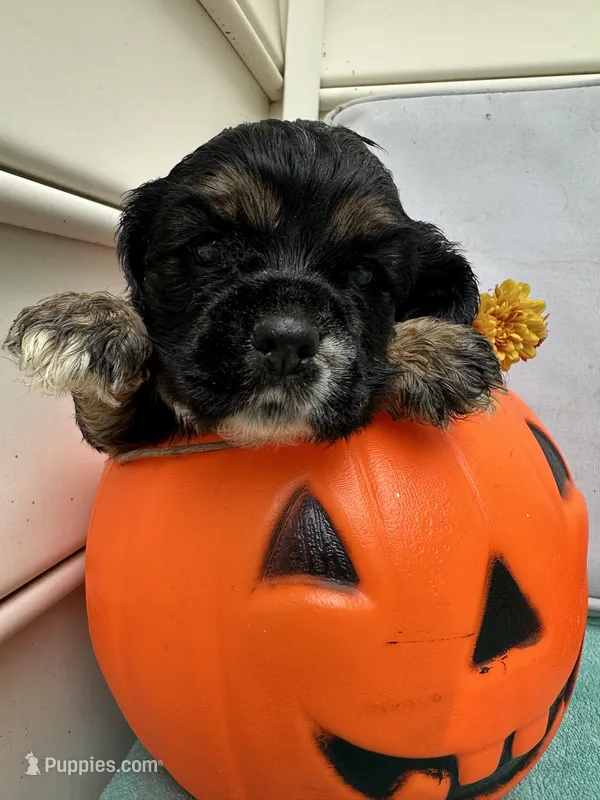 Toffee AKC – Cocker Spaniel puppy for sale in Derwood, MD
