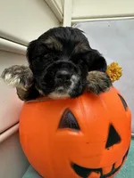 Toffee AKC, a male Cocker Spaniel for sale in Derwood, MD – 1 of 2