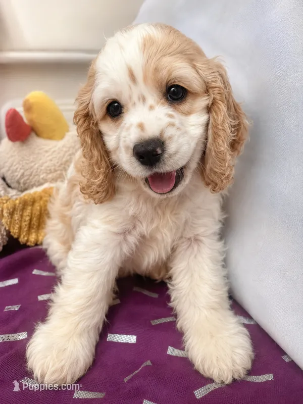 Cody – Cocker Spaniel puppy for sale in Derwood, MD