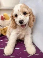 Cody, a male Cocker Spaniel for sale in Derwood, MD – 1 of 1