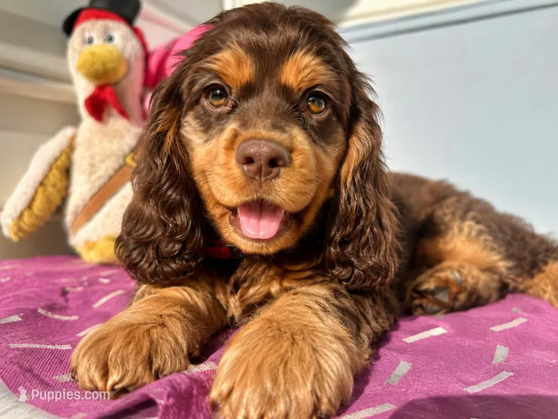 Bruno II – Cocker Spaniel puppy for sale in Derwood, MD