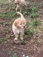 Red Boy, a male Golden Retriever for sale in Carnesville, GA – 2 of 2
