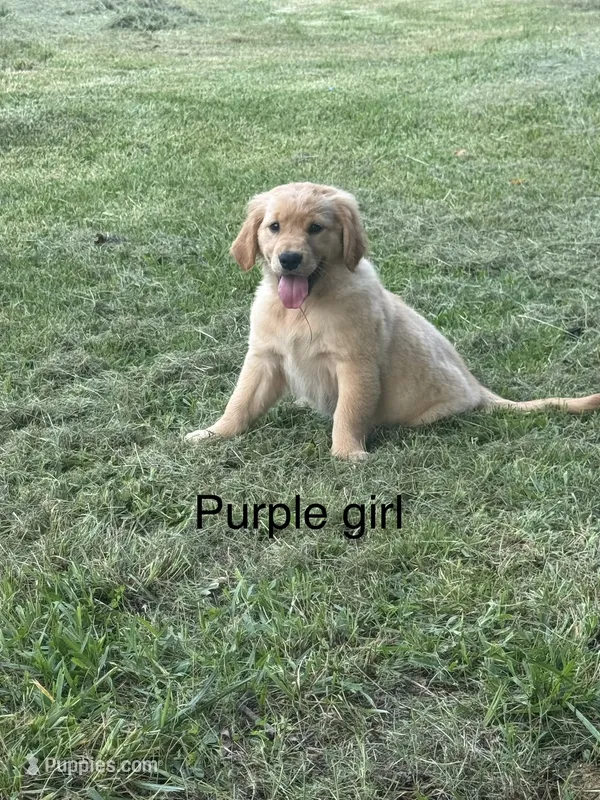 Purple Girl – Golden Retriever puppy for sale in Carnesville, GA