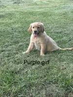 Purple Girl, a female Golden Retriever for sale in Carnesville, GA – 1 of 2