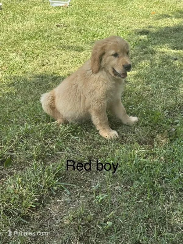 Red Boy – Golden Retriever puppy for sale in Carnesville, GA