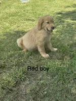 Red Boy, a male Golden Retriever for sale in Carnesville, GA – 1 of 2