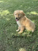 Green Boy, a male Golden Retriever for sale in Carnesville, GA – 2 of 2