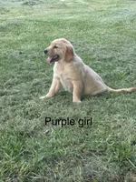 Purple Girl, a female Golden Retriever for sale in Carnesville, GA – 2 of 2
