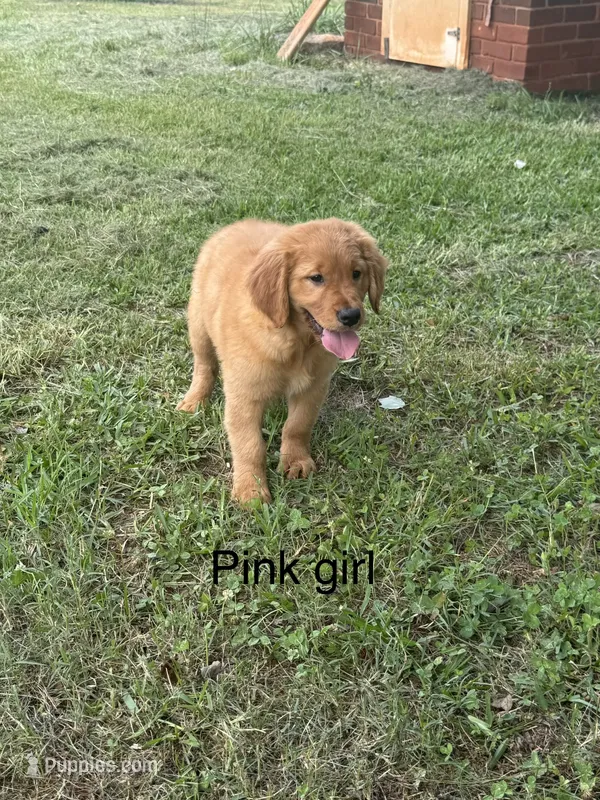Pink Girl  – Golden Retriever puppy for sale in Carnesville, GA