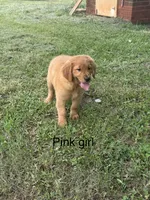 Pink Girl , a female Golden Retriever for sale in Carnesville, GA – 1 of 2