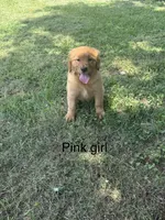 Pink Girl , a female Golden Retriever for sale in Carnesville, GA – 2 of 2
