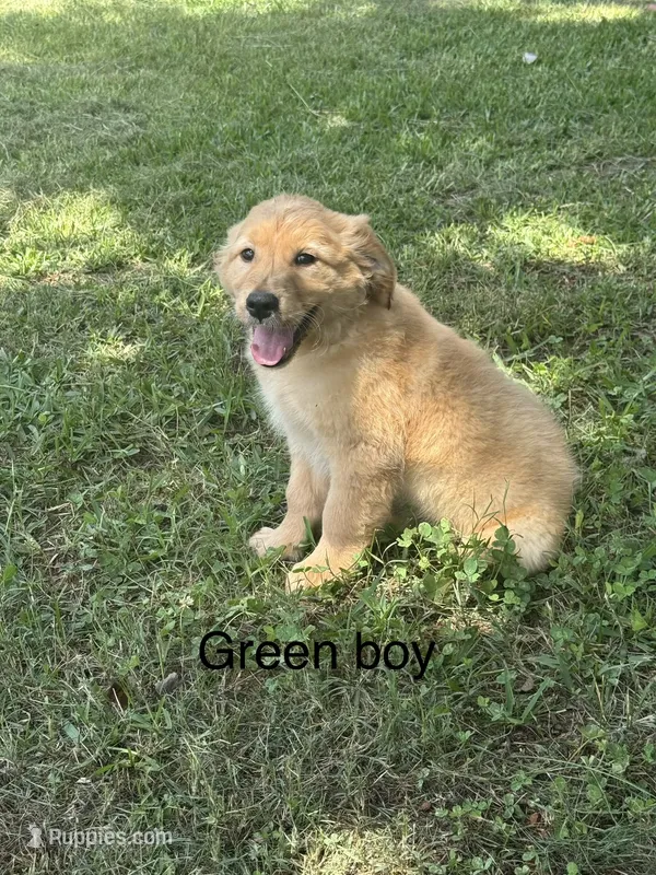 Green Boy – Golden Retriever puppy for sale in Carnesville, GA