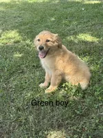 Green Boy, a male Golden Retriever for sale in Carnesville, GA – 1 of 2