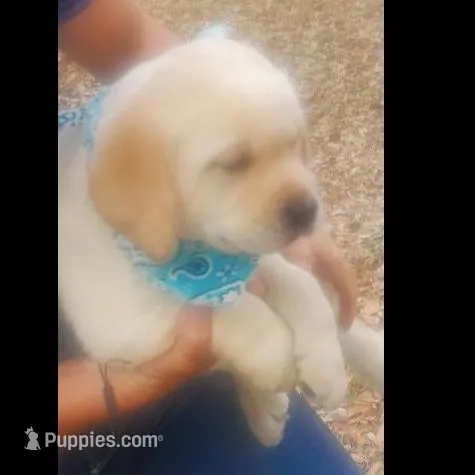 BEAR, a male Labrador Retriever for sale in Old Town, FL – Photo 2 of 2