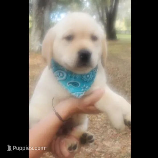 BEAR, a male Labrador Retriever for sale in Old Town, FL – Photo 1 of 2
