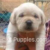 puppy2, a male Labrador Retriever for sale in Old Town, FL – Photo 1 of 1