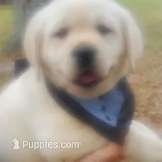 TANK – Labrador Retriever puppy for sale in Old Town, FL