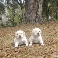 puppy2, a male Labrador Retriever for sale in Old Town, FL – Photo 1 of 2