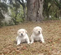 puppy2, a male Labrador Retriever for sale in Old Town, FL – Photo 1 of 2