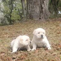 puppy2, a male Labrador Retriever for sale in Old Town, FL – Photo 2 of 2