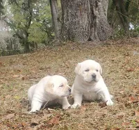 puppy2, a male Labrador Retriever for sale in Old Town, FL – Photo 2 of 2