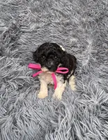 Willow, a female Poodle - Toy  for sale in Harrisburg, SD – 5 of 6